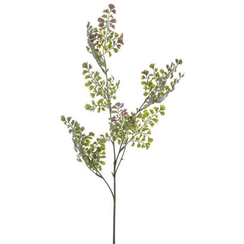 Maidenhair Fern